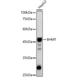 Western Blot - Anti-BHMT Antibody (A13384) - Antibodies.com