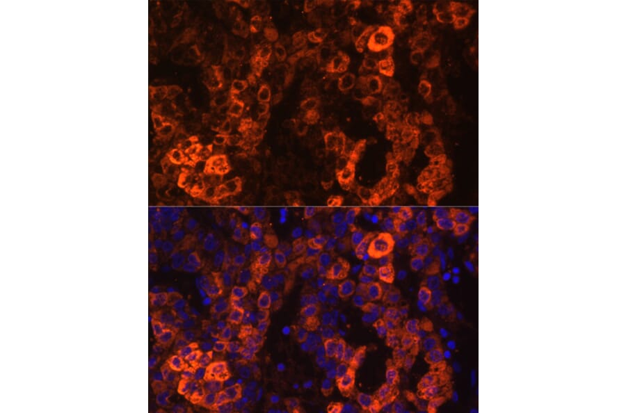 Immunofluorescence - Anti-BHMT Antibody (A13384) - Antibodies.com