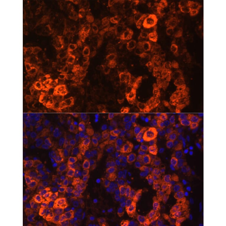Immunofluorescence - Anti-BHMT Antibody (A13384) - Antibodies.com