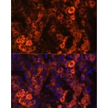 Immunofluorescence - Anti-BHMT Antibody (A13384) - Antibodies.com
