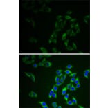 Immunofluorescence - Anti-AK 1 Antibody (A13386) - Antibodies.com