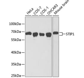 Western Blot - Anti-STIP1 Antibody (A13387) - Antibodies.com