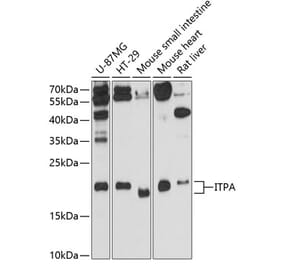 Western Blot - Anti-ITPA Antibody (A13389) - Antibodies.com