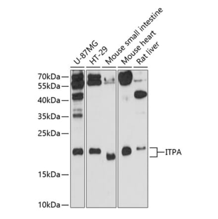 Western Blot - Anti-ITPA Antibody (A13389) - Antibodies.com