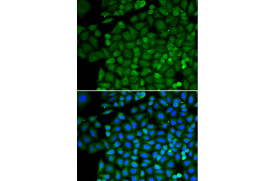 Immunofluorescence - Anti-Selenium Binding Protein 1/SBP Antibody (A13390) - Antibodies.com