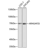 Western Blot - Anti-ARHGAP25 Antibody (A13391) - Antibodies.com