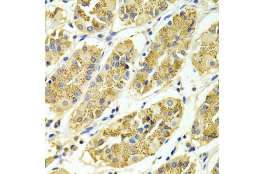 Immunohistochemistry - Anti-ARHGAP25 Antibody (A13391) - Antibodies.com