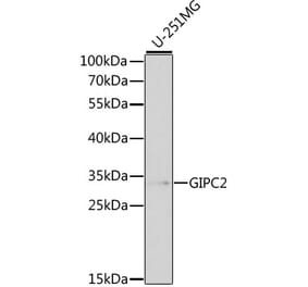 Western Blot - Anti-GIPC2 Antibody (A13392) - Antibodies.com