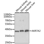 Western Blot - Anti-AKR7A2 Antibody (A1227) - Antibodies.com