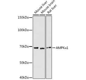 Western Blot - Anti-AMPK alpha 1 Antibody (A13395) - Antibodies.com