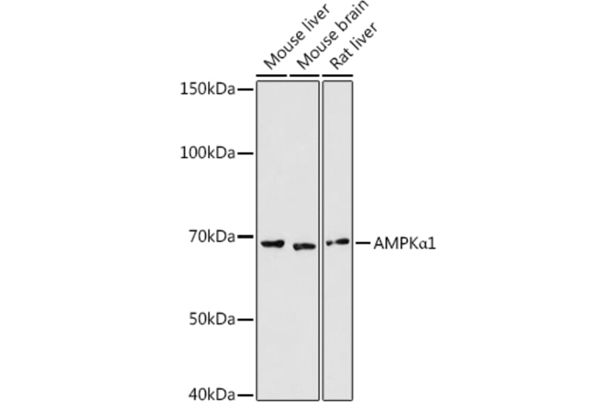 Western Blot - Anti-AMPK alpha 1 Antibody (A13395) - Antibodies.com