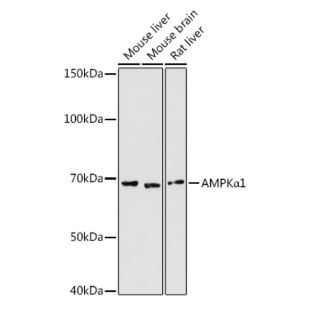 Western Blot - Anti-AMPK alpha 1 Antibody (A13395) - Antibodies.com