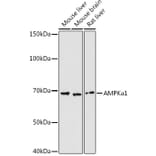 Western Blot - Anti-AMPK alpha 1 Antibody (A13395) - Antibodies.com