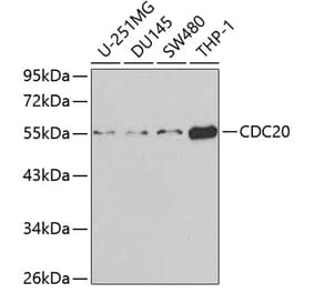 Western Blot - Anti-Cdc20 Antibody (A13397) - Antibodies.com