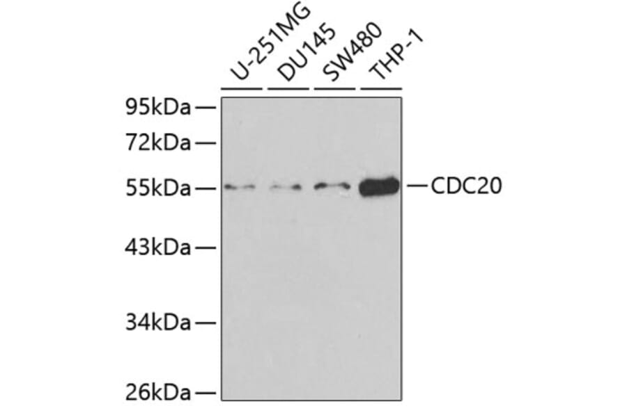 Western Blot - Anti-Cdc20 Antibody (A13397) - Antibodies.com