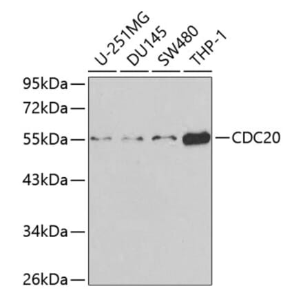 Western Blot - Anti-Cdc20 Antibody (A13397) - Antibodies.com