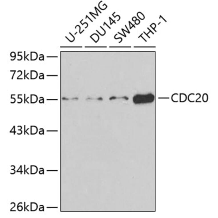 Western Blot - Anti-Cdc20 Antibody (A13397) - Antibodies.com