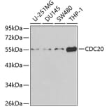 Western Blot - Anti-Cdc20 Antibody (A13397) - Antibodies.com