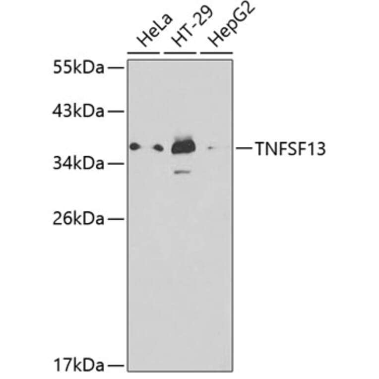 Western Blot - Anti-APRIL/TNFSF13 Antibody (A13398) - Antibodies.com