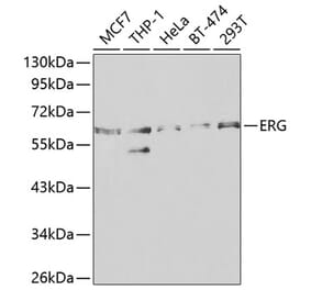 Western Blot - Anti-ERG Antibody (A13399) - Antibodies.com