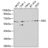 Western Blot - Anti-ERG Antibody (A13399) - Antibodies.com