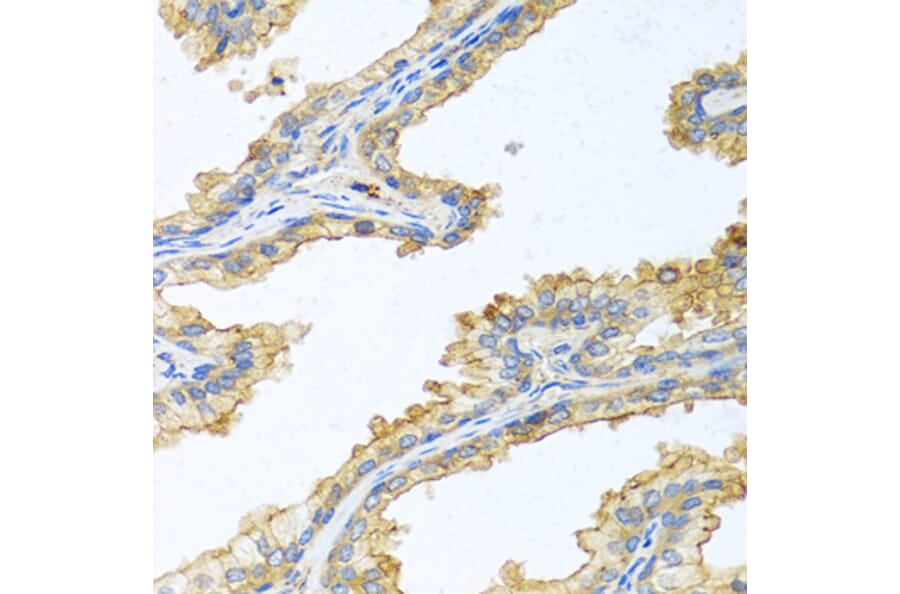 Immunohistochemistry - Anti-Trypsin Antibody (A13400) - Antibodies.com
