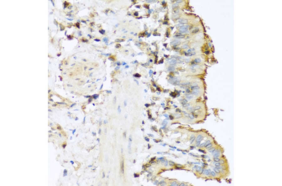 Immunohistochemistry - Anti-Trypsin Antibody (A13400) - Antibodies.com