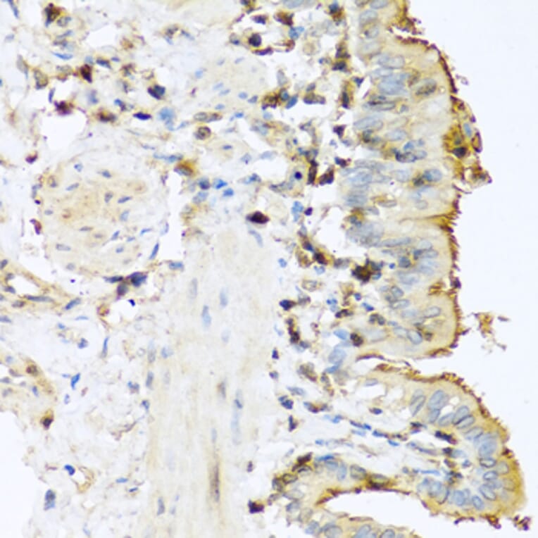 Immunohistochemistry - Anti-Trypsin Antibody (A13400) - Antibodies.com
