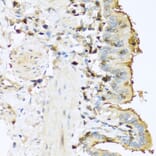 Immunohistochemistry - Anti-Trypsin Antibody (A13400) - Antibodies.com