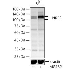 Western Blot - Anti-Nrf2 Antibody (A13402) - Antibodies.com