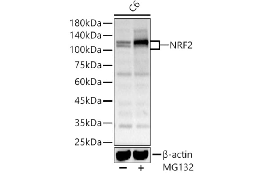 Western Blot - Anti-Nrf2 Antibody (A13402) - Antibodies.com