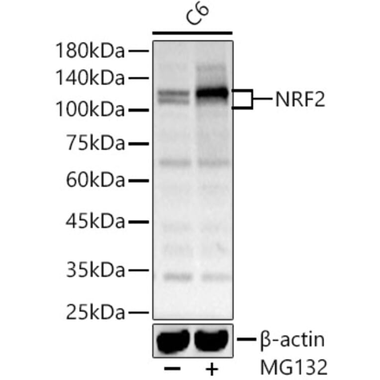 Western Blot - Anti-Nrf2 Antibody (A13402) - Antibodies.com