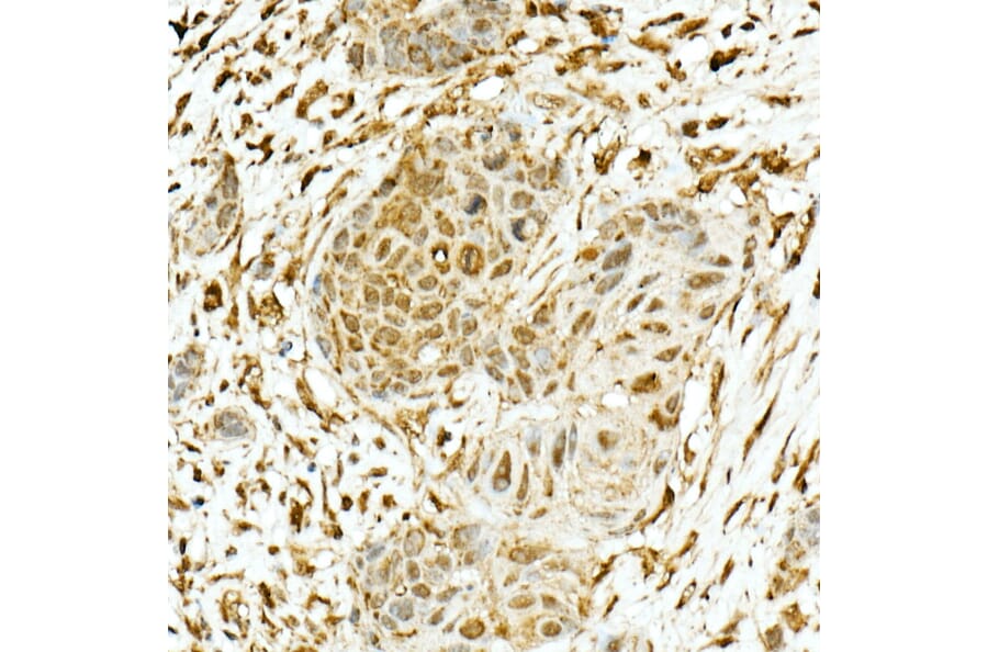 Immunohistochemistry - Anti-Nrf2 Antibody (A13402) - Antibodies.com