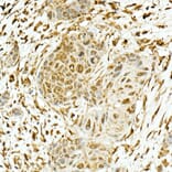 Immunohistochemistry - Anti-Nrf2 Antibody (A13402) - Antibodies.com