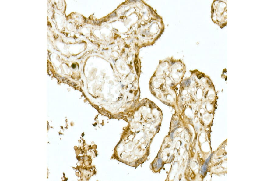 Immunohistochemistry - Anti-Nrf2 Antibody (A13402) - Antibodies.com