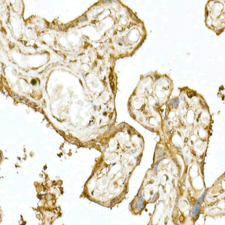 Immunohistochemistry - Anti-Nrf2 Antibody (A13402) - Antibodies.com