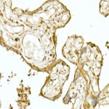 Immunohistochemistry - Anti-Nrf2 Antibody (A13402) - Antibodies.com