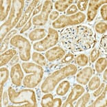 Immunohistochemistry - Anti-Nrf2 Antibody (A13402) - Antibodies.com