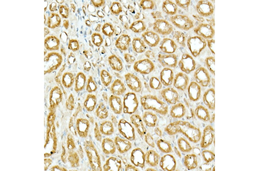 Immunohistochemistry - Anti-Nrf2 Antibody (A13402) - Antibodies.com