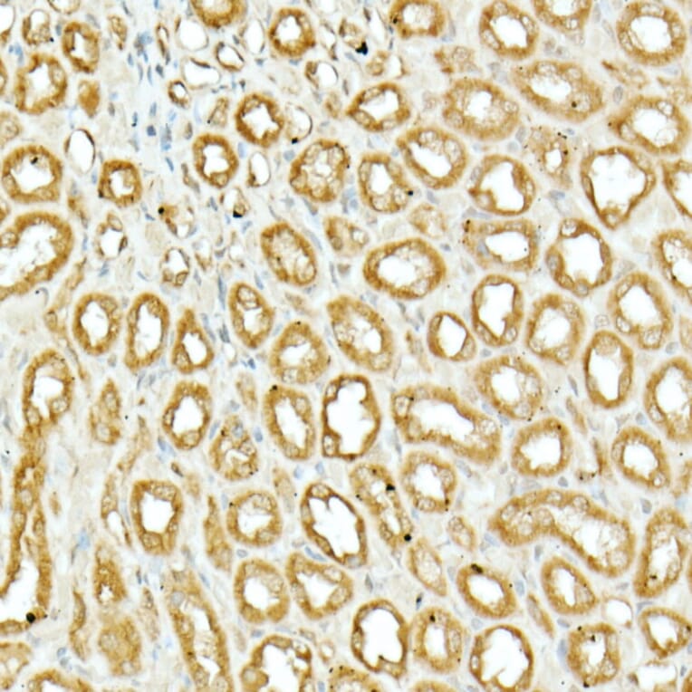 Immunohistochemistry - Anti-Nrf2 Antibody (A13402) - Antibodies.com