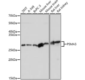 Western Blot - Anti-PSMA3 Antibody (A13403) - Antibodies.com