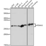 Western Blot - Anti-PSMA3 Antibody (A13403) - Antibodies.com