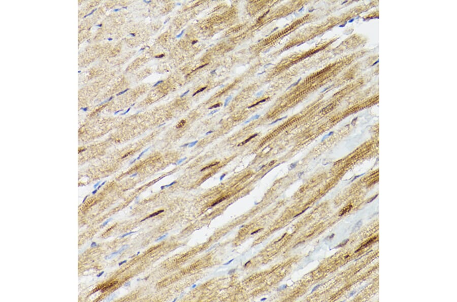 Immunohistochemistry - Anti-PSMA3 Antibody (A13403) - Antibodies.com