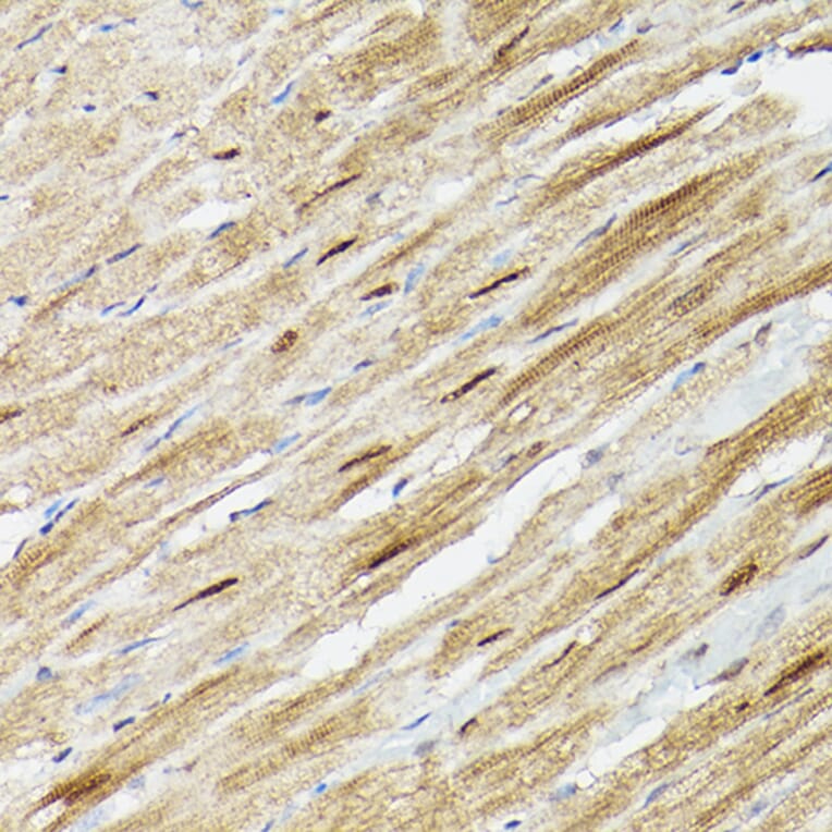 Immunohistochemistry - Anti-PSMA3 Antibody (A13403) - Antibodies.com