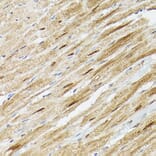 Immunohistochemistry - Anti-PSMA3 Antibody (A13403) - Antibodies.com