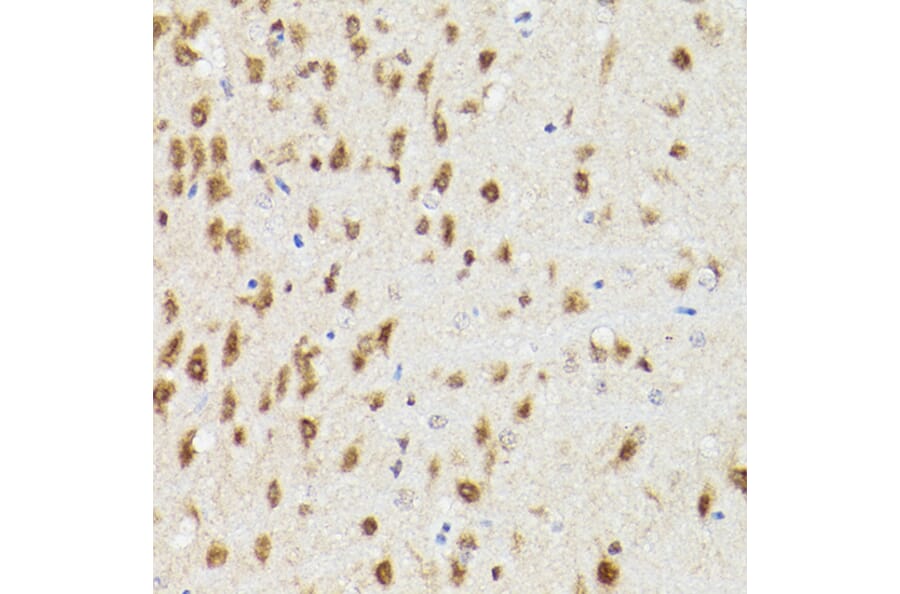 Immunohistochemistry - Anti-PSMA3 Antibody (A13403) - Antibodies.com