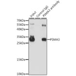 Western Blot - Anti-PSMA3 Antibody (A13403) - Antibodies.com