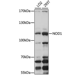 Western Blot - Anti-NOD1 Antibody (A13404) - Antibodies.com