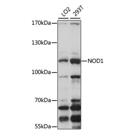 Western Blot - Anti-NOD1 Antibody (A13404) - Antibodies.com