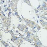 Immunohistochemistry - Anti-NOD1 Antibody (A13404) - Antibodies.com